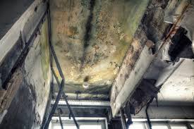 Why You Should Choose Our Mold Remediation Services in Youngwood, PA